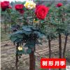 批發樹狀月季花 月季樹花苗 樹形月季 高檔樹樁當年開花品