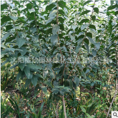 臘梅樹苗冬季觀賞花卉 臘梅花苗 50-100cm高 落葉灌木 梅花苗