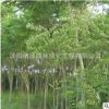 專供櫸樹基地 工程綠化苗木 櫸樹樹苗批發(fā)行道護坡 規(guī)格齊全