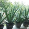 庫拉索中國(guó)蘆薈苗基地直銷美容綠植盆栽食用美容中華大蘆薈多肉