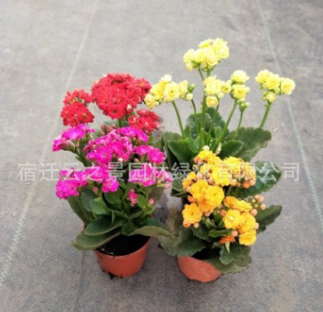 精品長(zhǎng)壽花重瓣 基地直銷玫瑰紅 多肉類 室內(nèi)辦公室桌面水培植物