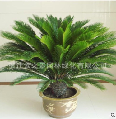 批發(fā)鐵樹盆栽羊角鐵 蘇鐵四季常青綠植 綠色植物 鐵樹苗盆景綠化