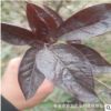 叢生紅葉李樹 紫葉李基地批發(fā) 密枝紅葉李樹 規(guī)格齊全 紫葉李樹