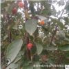 批發(fā)綠化樹 苗 各種海棠 果樹苗 櫻花樹法桐樹白蠟樹品種規(guī)格齊全