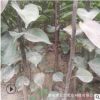優(yōu)質(zhì)品種梨樹苗 嫁接梨樹苗 抗病強易成活 秋月梨樹苗