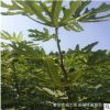 青皮無花果樹苗 價格優(yōu)惠 波姬紅無花果樹苗直銷 青皮無花果樹苗