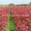 基地直銷美國紅楓樹苗 現挖現賣成活率高規格齊美國紅楓樹苗