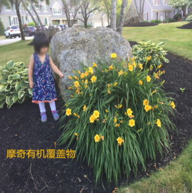 林下覆蓋物 有機(jī)覆蓋物 品質(zhì)優(yōu)異 市政景區(qū)等