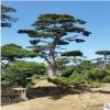 批發(fā)造型油松 山東濕地綠化樹 風(fēng)景樹造型獨(dú)特 樹形美觀 景觀松