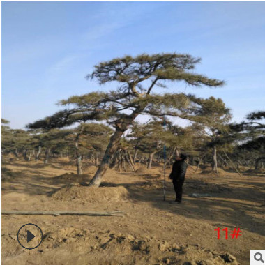 批發直售山東1米-5米油松價格 泰安優質造型油松繁育基地