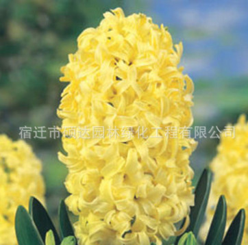 批發(fā)盆栽荷蘭風信子種球 桌面盆栽花卉風信子種球 土培水培植物