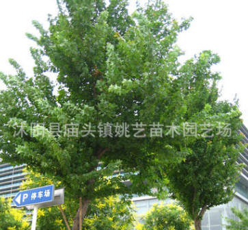基地直銷工程綠化苗木三角楓小苗 規(guī)格齊全 行道風(fēng)景樹 成活率高