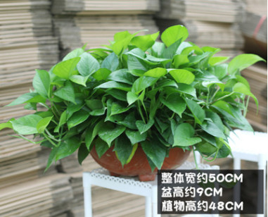 綠蘿盆栽防輻射綠植花卉 室內(nèi)裝飾桌面陽(yáng)臺(tái)迷你水培綠蘿盆栽