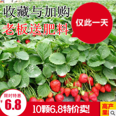 草莓苗 四季草莓 攀援草莓苗 陽臺爬藤草莓苗盆栽當(dāng)年結(jié)果草莓苗