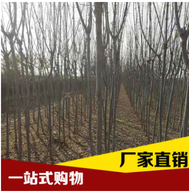 廠家基地直銷 復葉槭 量大從優 品質保證
