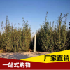 廠家直銷 恐龍蛋李 量大從優(yōu) 品質(zhì)保證