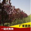 園林綠化木 海棠 規(guī)格齊全行道風(fēng)景樹 海棠
