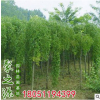 龍爪槐樹批發(fā) 綠化工程 盤槐規(guī)格全 園林庭院觀賞造型綠化苗木