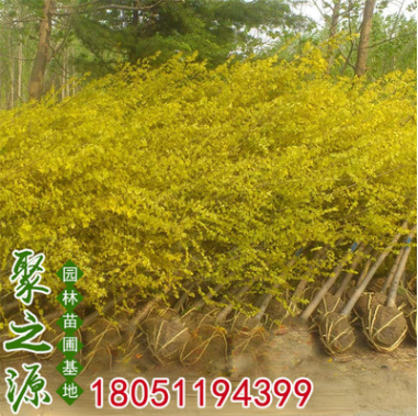 基地批發嫁接金葉榆樹苗 園林庭院綠化工程苗木金葉榆 耐寒耐旱