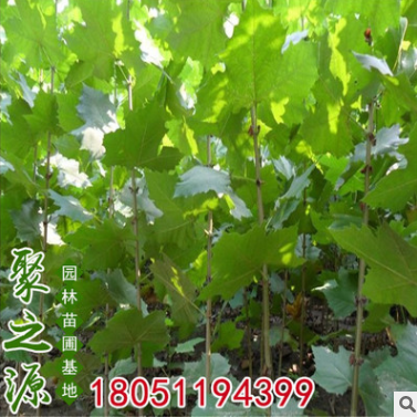 基地批發(fā)銷售法國梧桐樹 速生法桐苗 法國梧桐樹苗 造型風(fēng)景樹