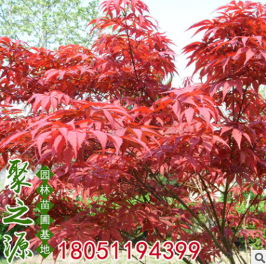 批發工程綠化苗木優質美國紅楓樹苗嫁接美國紅楓苗秋火焰觀賞植物
