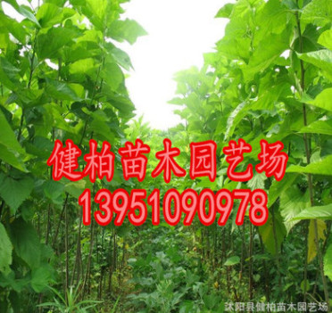 專供桑樹 優(yōu)質(zhì)桑樹 桑樹苗批發(fā) 規(guī)格齊全 量大優(yōu)惠大量出售