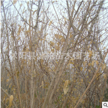 農(nóng)家供應(yīng)黃梅叢生臘梅 耐寒叢生臘梅 叢生臘梅苗