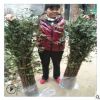 基地直銷大紅袍獅子頭花椒樹 耐旱香麻花椒樹量大價格優(yōu)惠現(xiàn)挖