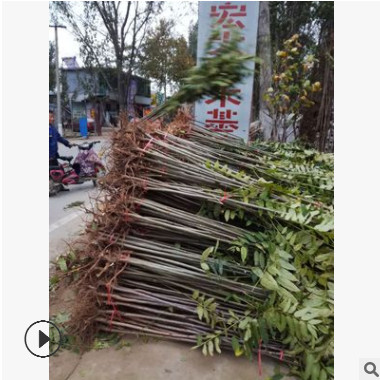紅油香椿樹(shù) 批發(fā)優(yōu)質(zhì)矮化香椿 成活率高大棚占地用香椿樹(shù)價(jià)格優(yōu)惠