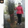 山東花椒苗大紅袍花椒苗,花椒樹苗木優(yōu)質(zhì)麻辣香花椒種苗
