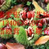 泰山板栗苗直銷 果實香甜泰山板栗苗 優(yōu)質(zhì)嫁接板栗苗 量大優(yōu)惠￥