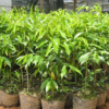 供應(yīng)直徑10-50cm香樟木烏樟綠化帶植物行道樹