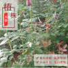 云南花都斗南花卉健康老樁苗 綠化玫瑰大苗根系發達老根月季老苗
