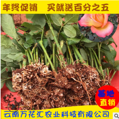 基地自產自銷 云南四季玫瑰花種苗大花觀賞 園林綠化花卉種苗批發