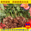 基地自產自銷 云南四季玫瑰花種苗大花觀賞 園林綠化花卉種苗批發