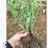玫瑰種苗2-3年生大苗 玫瑰苗 玫瑰花苗