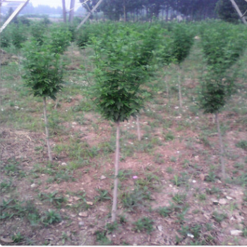 優(yōu)質(zhì)一手貨源木槿樹 根系發(fā)達易成活木槿樹基地
