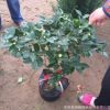 茶花盆栽直銷 凈化空氣 四季茶花 當(dāng)年開花 庭院室內(nèi)觀賞茶花樹