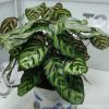 室內(nèi)觀葉植物 孔雀竹芋 盆栽 凈化空氣吸收甲醛 基地直銷貓眼竹芋