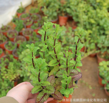 批發(fā)優(yōu)質(zhì)可食用綠色胡椒薄荷盆栽 香水薄荷 可水培土培 驅(qū)蚊薄荷