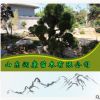 批發(fā)松樹優(yōu)質(zhì)造型油松 油松樹形奇特 蒼勁有力 松樹大量有貨