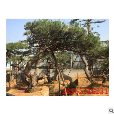 基地直銷風景園林綠化樹造型優美常年供貨泰山迎客松