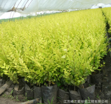 基地批發(fā)供應(yīng)庭院園林金葉榆樹(shù)苗花卉 園林綠化金葉榆小苗綠植