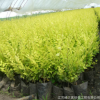 基地批發供應庭院園林金葉榆樹苗花卉 園林綠化金葉榆小苗綠植