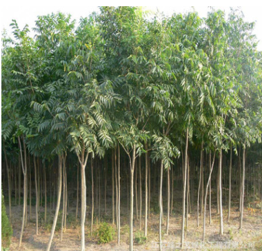 基地工程綠化苗木直銷(xiāo) 無(wú)患子樹(shù)苗 園林庭院綠化