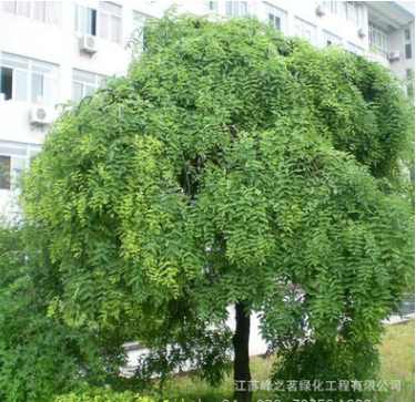 基地批發(fā)供應(yīng)綠化園林垂槐樹(shù)苗 垂槐苗花卉 種植喬木花卉苗木