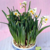 水仙花種球 辦公室水培植物彩色洋水仙 當(dāng)年開花 水仙種球花卉
