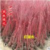 紅瑞木 基地直銷紅瑞木 常青藤苗 綠化園林基地種苗木 紅瑞木苗