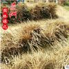 牡丹花 學(xué)校馬路園林觀賞植物小苗風(fēng)景樹直銷濕地綠化牡丹花苗