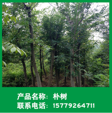 提供18-20公分叢生和多桿樸樹 苗木基地供應樸樹批發